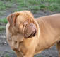 Honeymoon, female doguedebordeaux