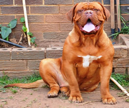 Electra, female doguedebordeaux breed
