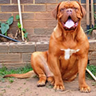 Electra Delilah, female doguedebordeaux breed