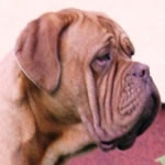 Evra, female doguedebordeaux breed