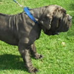 Brutus, Neapolitan Mastiff breed