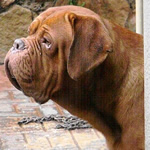 Hulk doguedebordeaux breed at 17 months